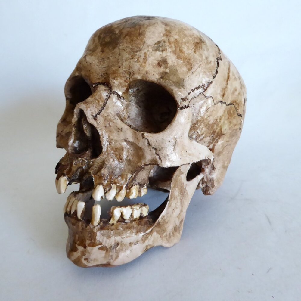 NEW ARTISAN HANDCRAFTED REALISTIC HUMAN SKULL WITH JAW HALLOWEEN PROP ODDITY